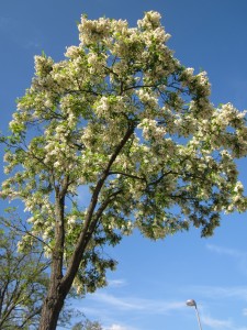 Black locust in bloom is fragrant and a favorite of honeybees.